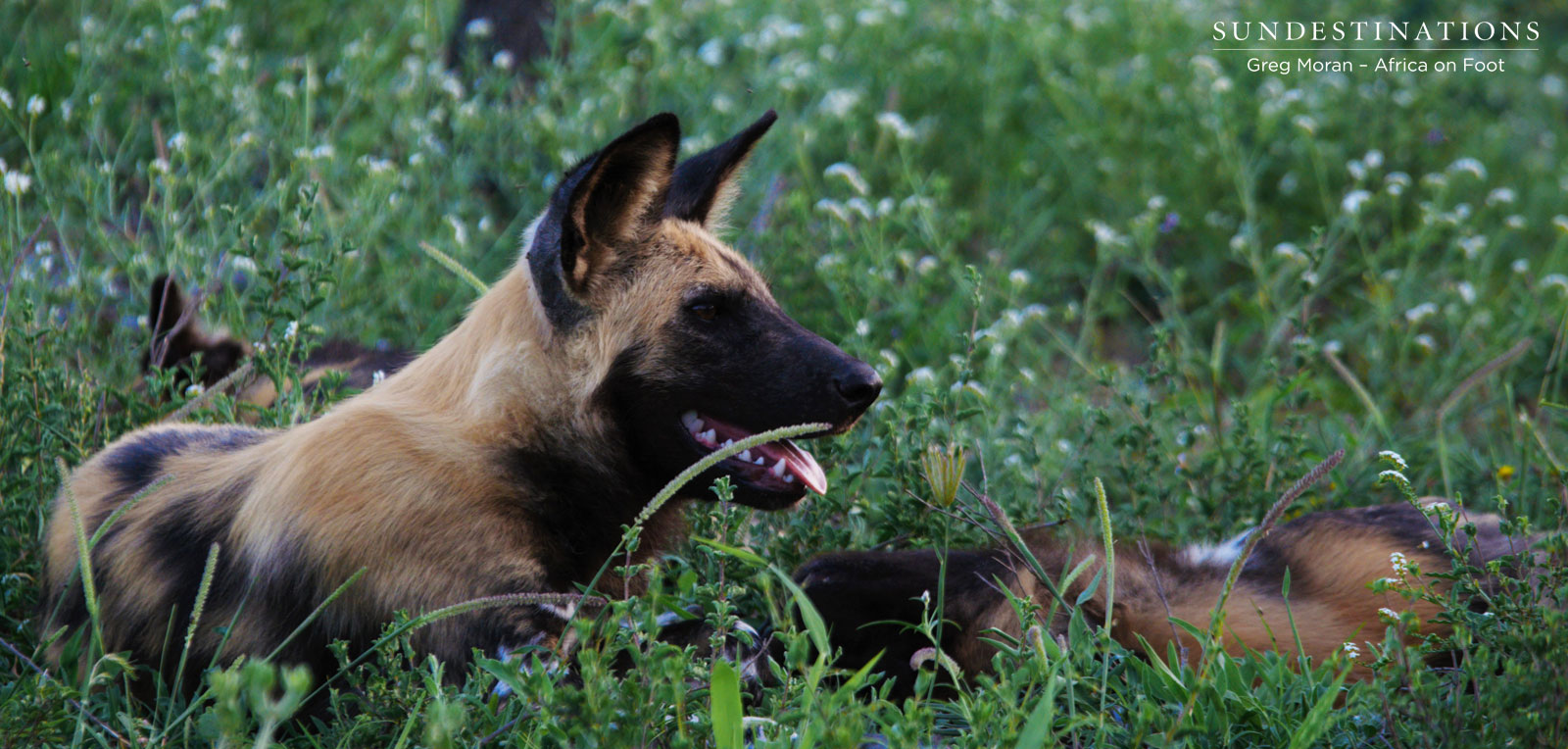 Africa on Foot Wild Dogs