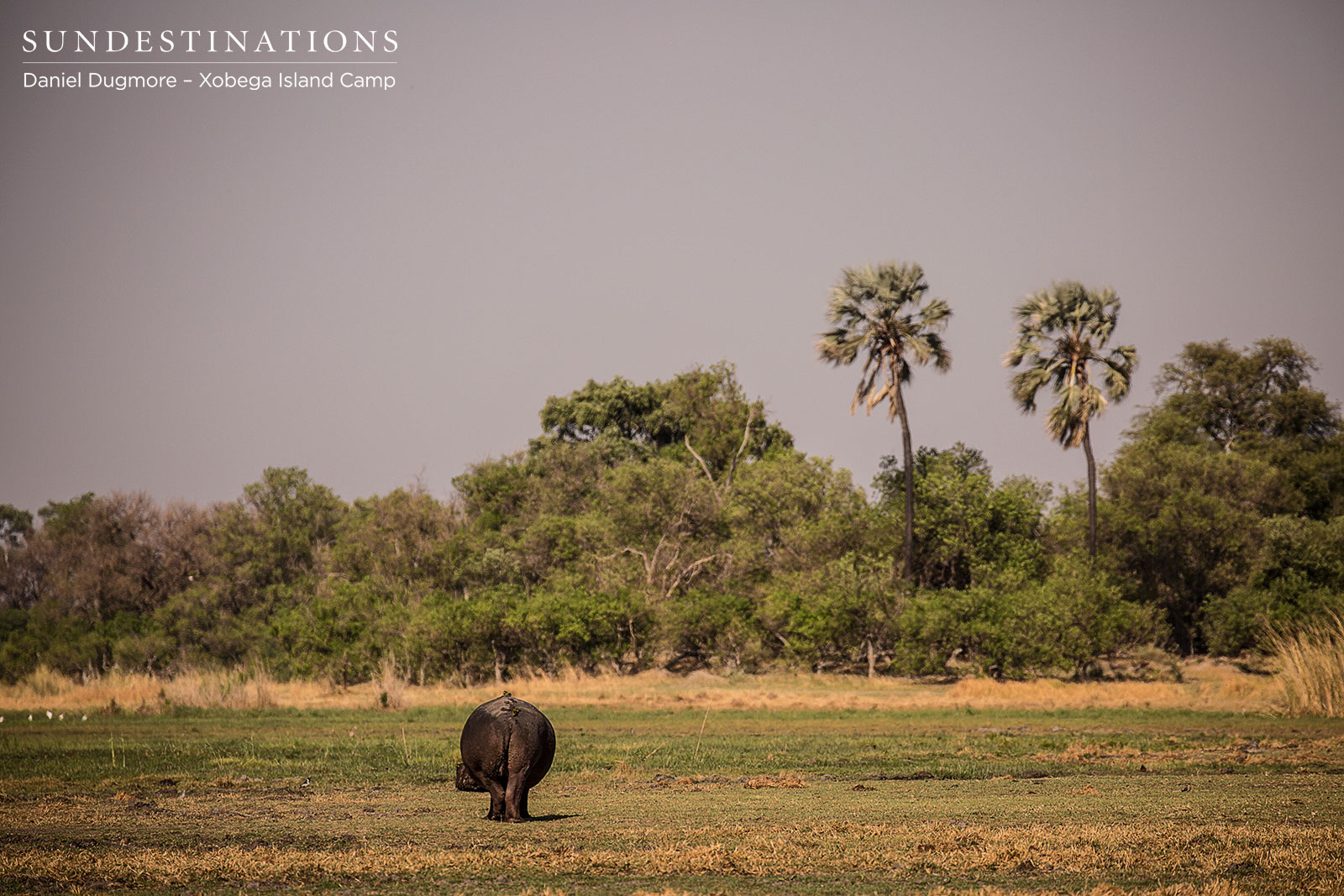 Xobega Island Hippo
