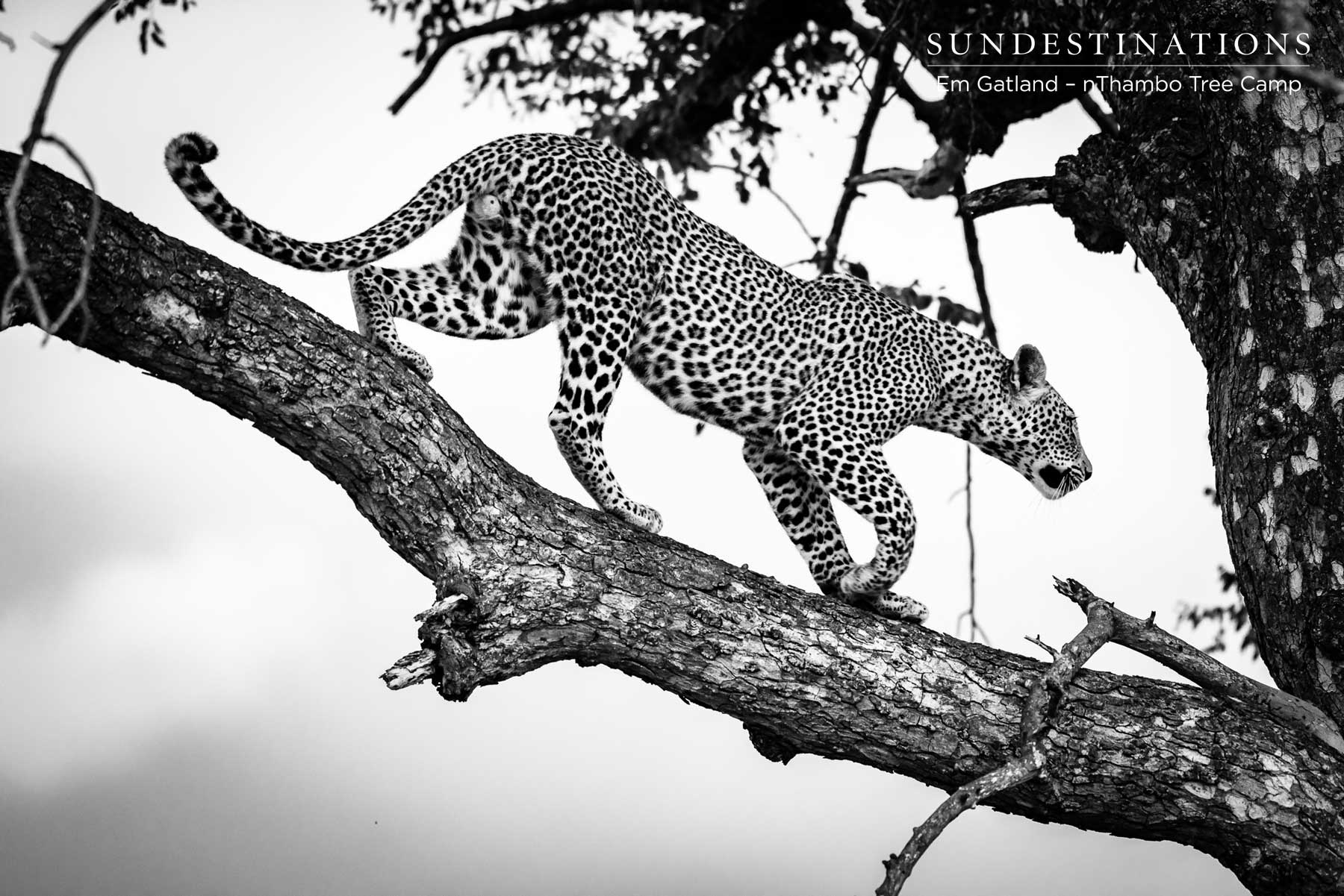 Bundu Male Leopard Cub Bundu Male Leopard Cub