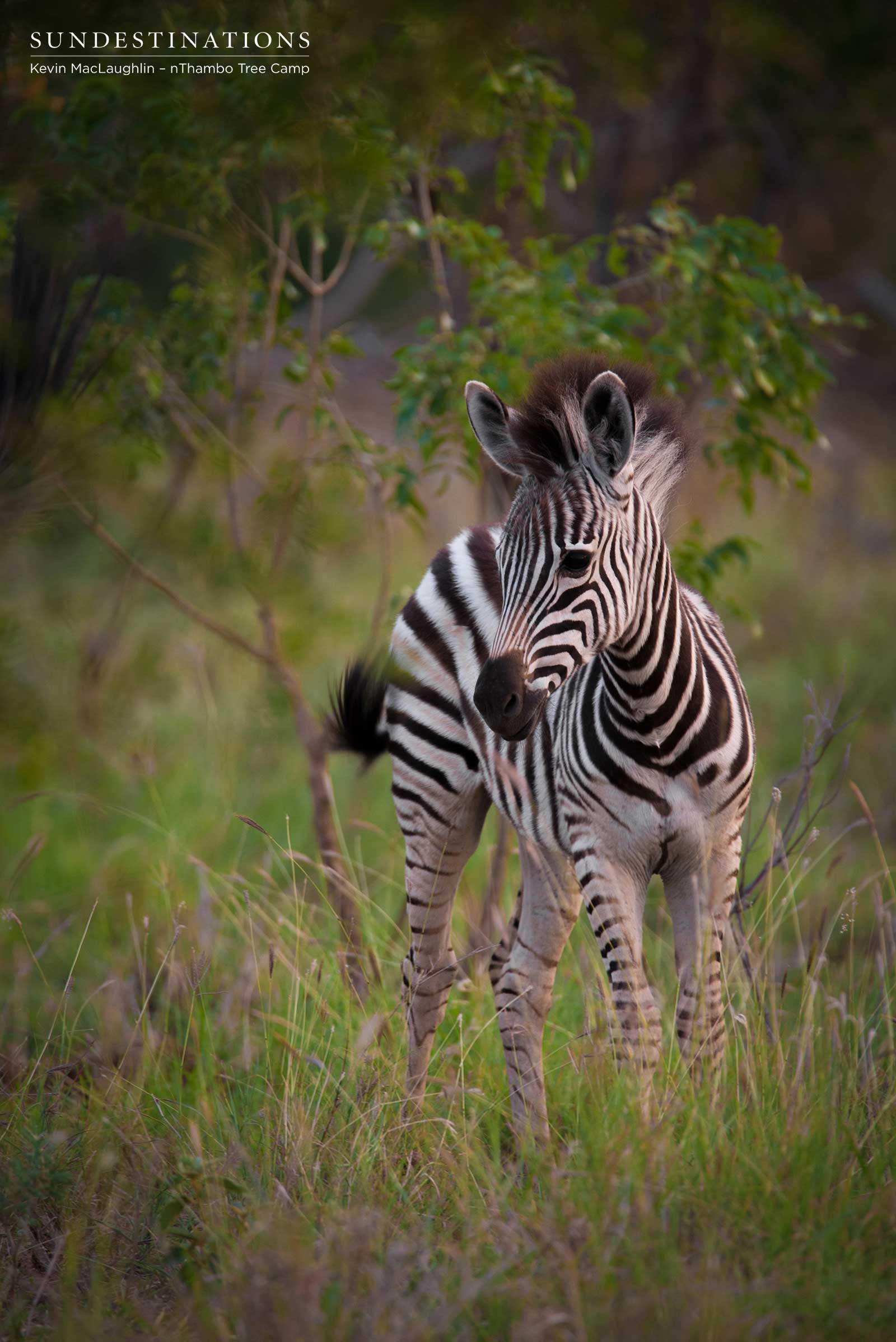 Zebra Foal nThambo Zebra Foal nThambo