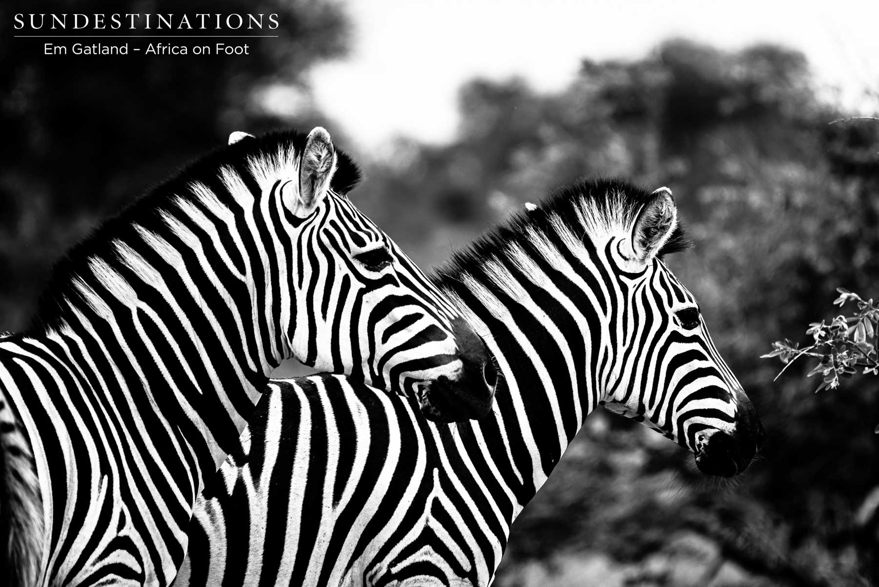 Dazzle of Zebra Dazzle of Zebra