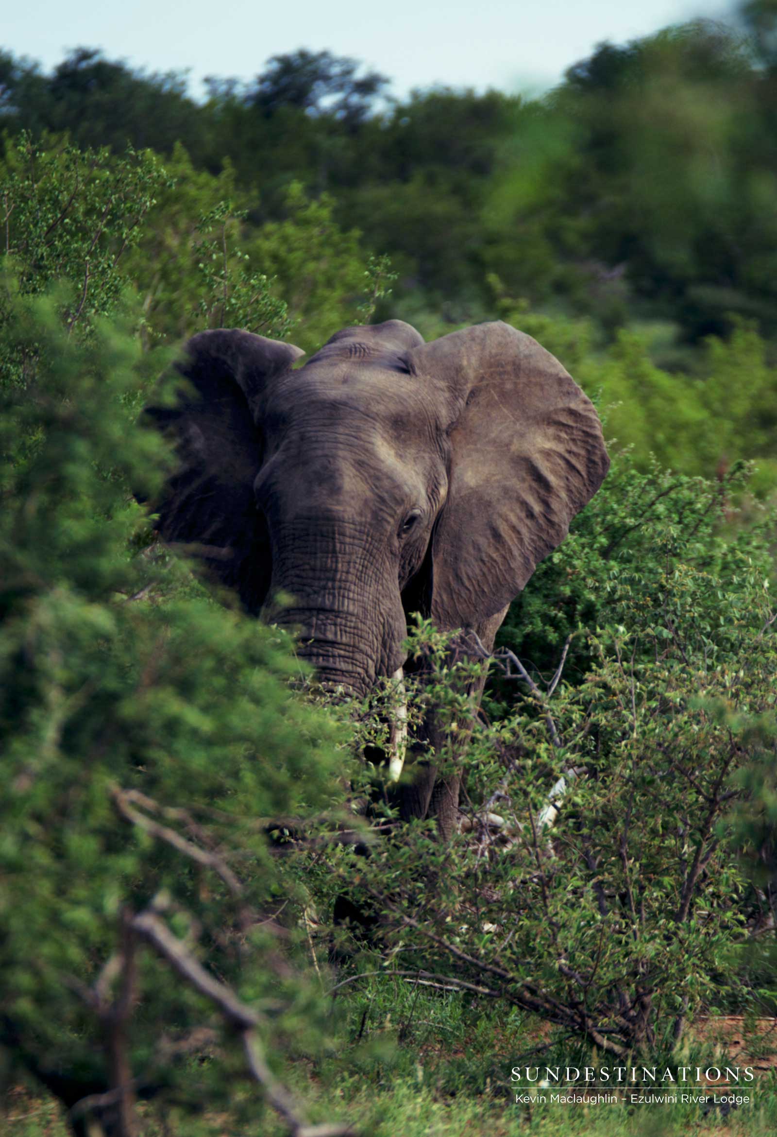 Elephant in the Bushveld Elephant in the Bushveld