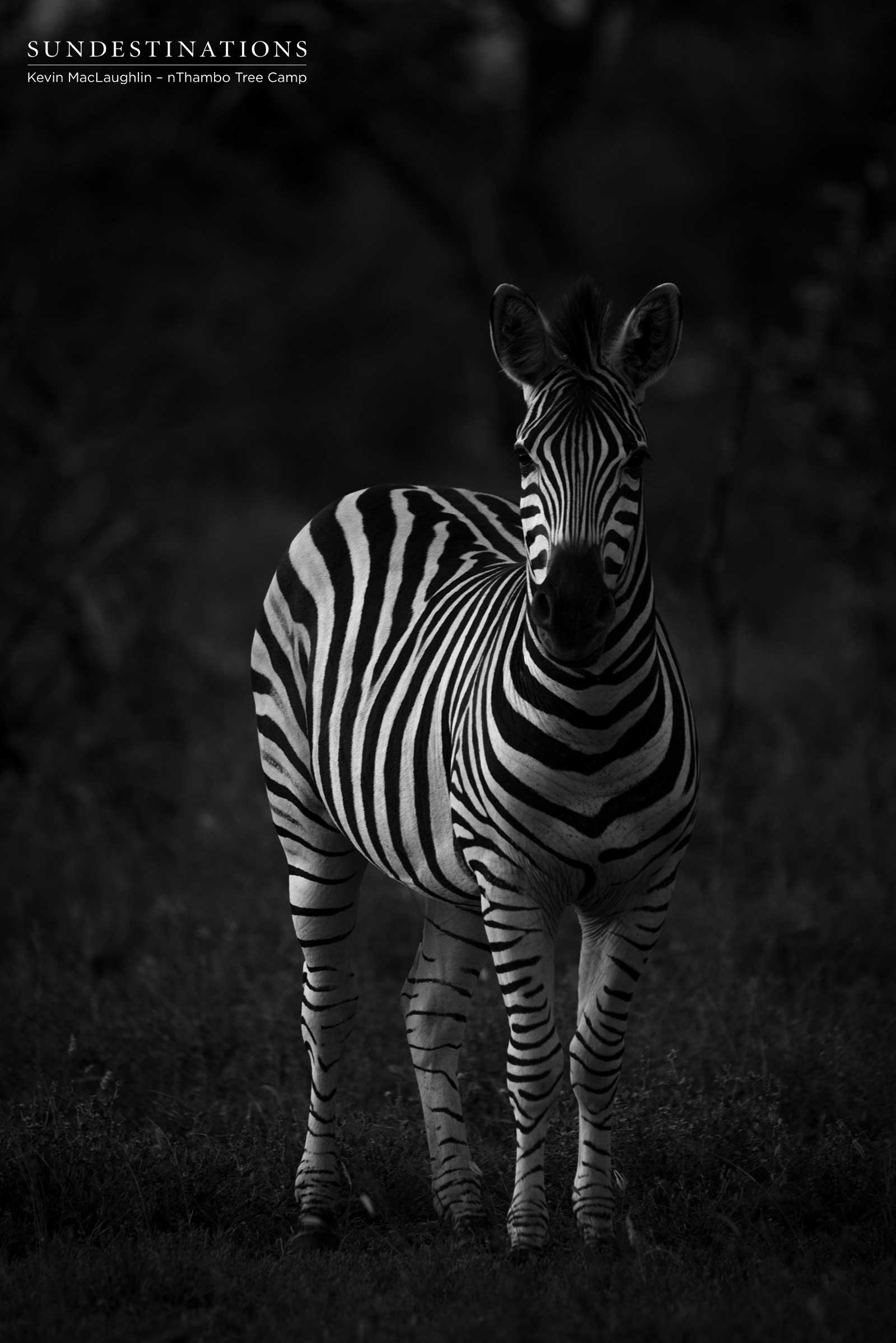 Zebra in the Klaserie Zebra in the Klaserie