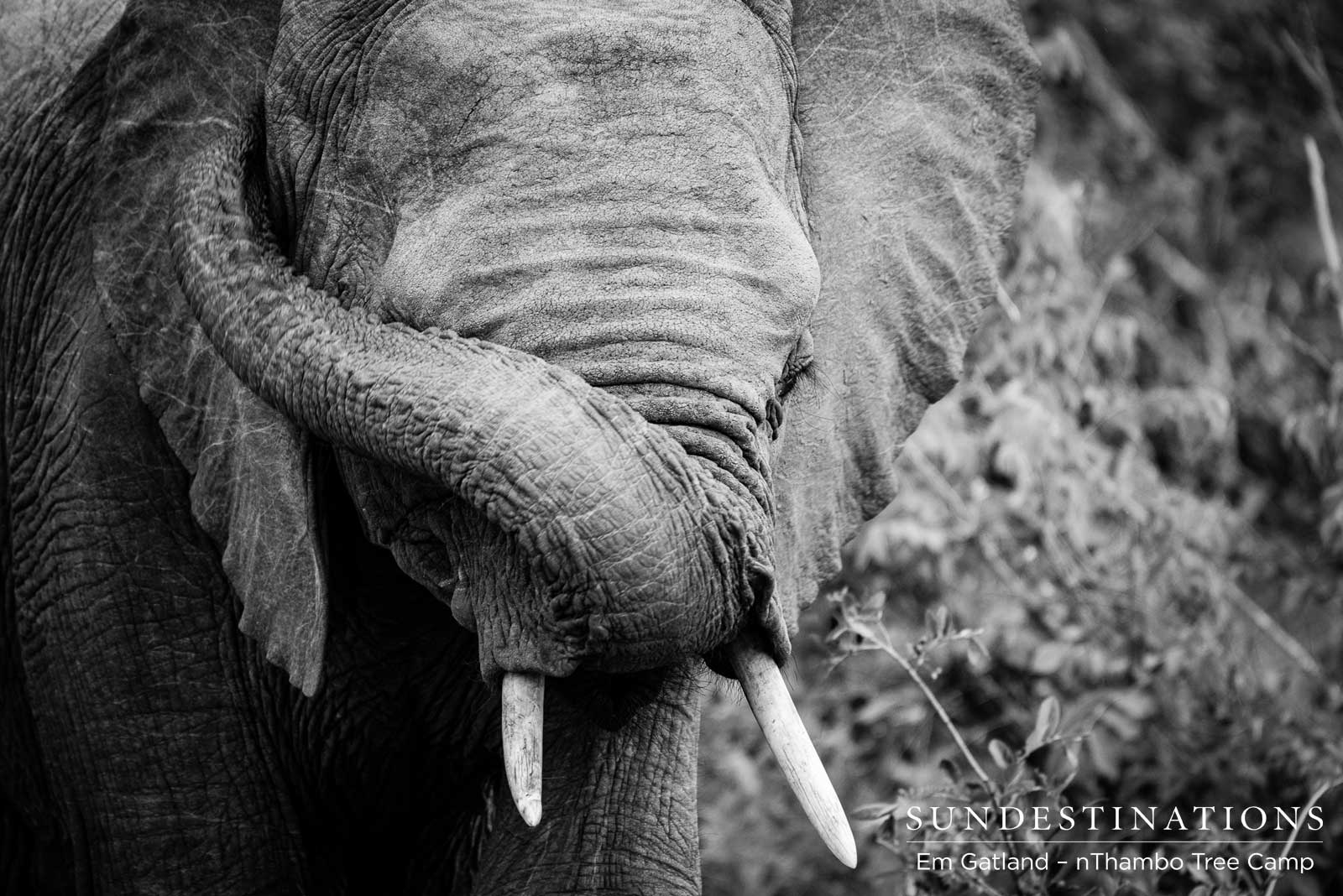 Elephant's Trunk