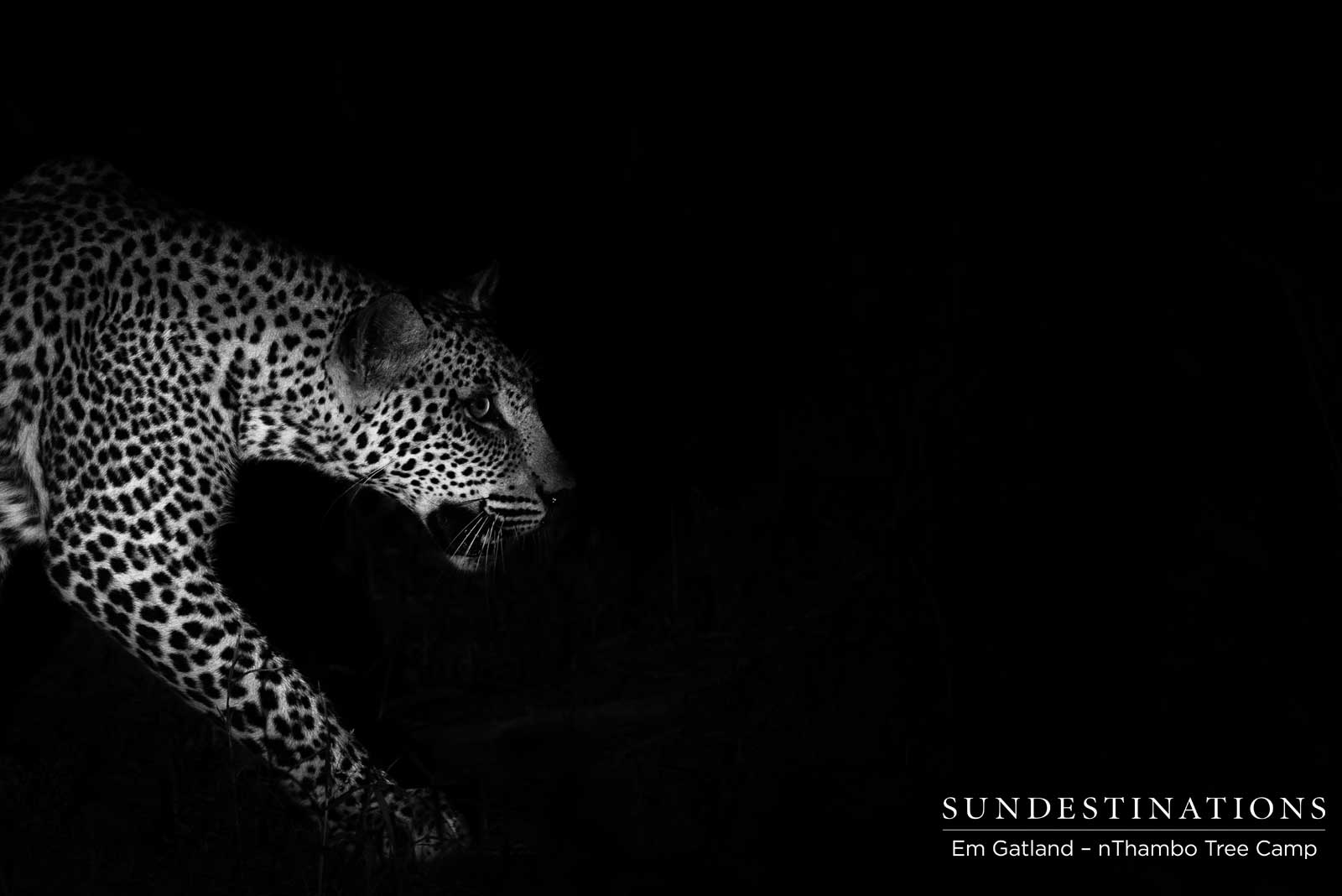 nThambo Leopard Movement