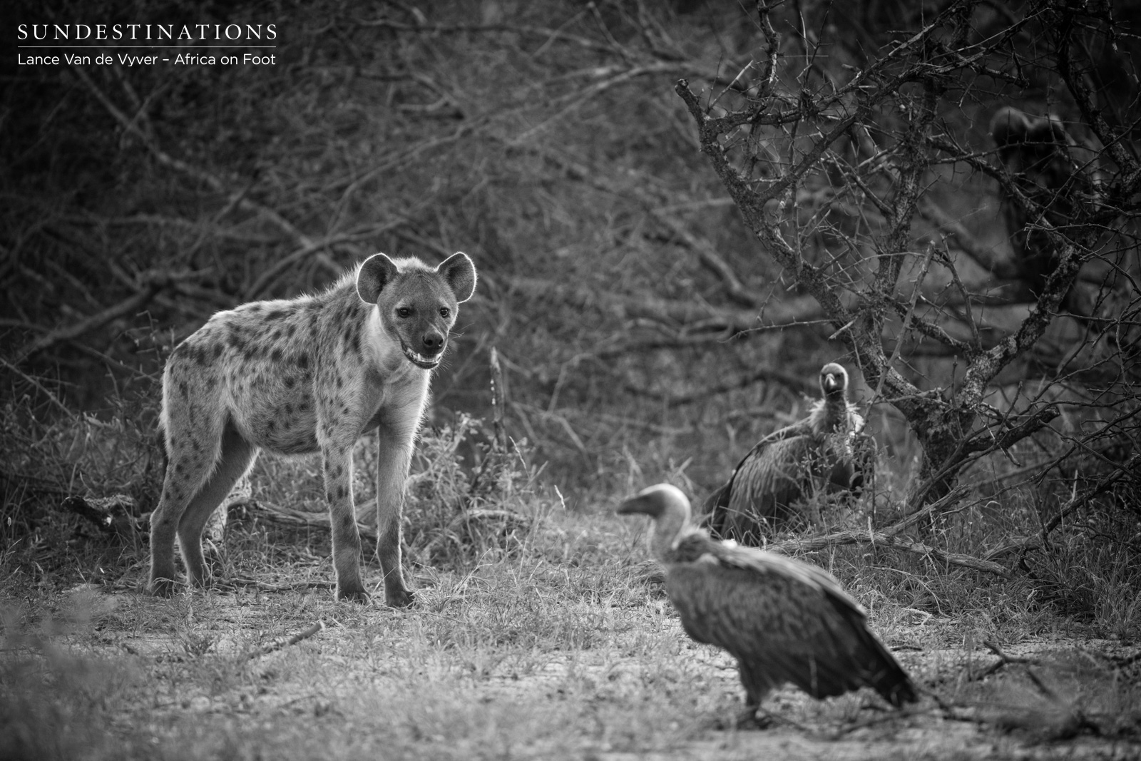 Africa on Foot Scavengers