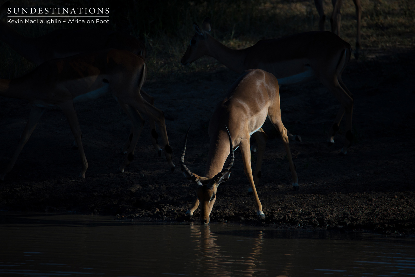 Africa on Foot Impala