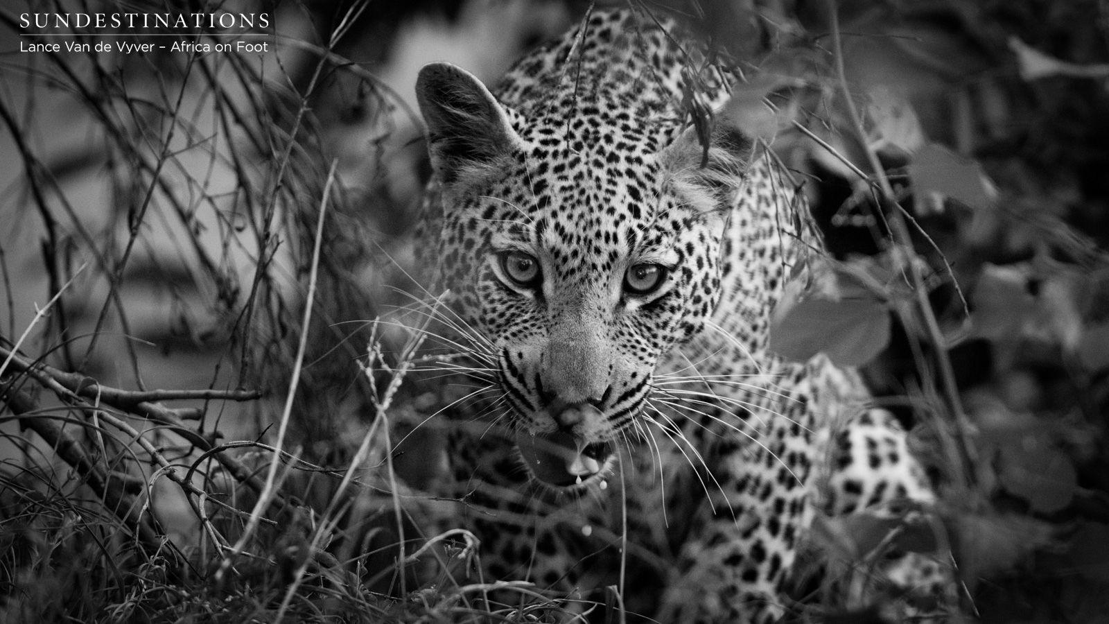 Africa on Foot Leopard