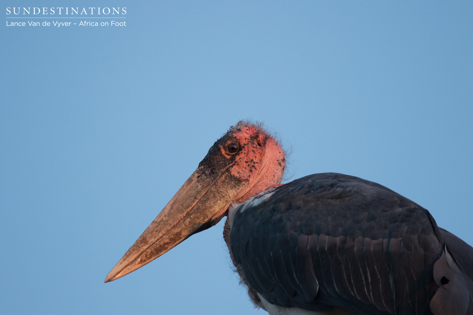 Africa on Foot Marabou Stork