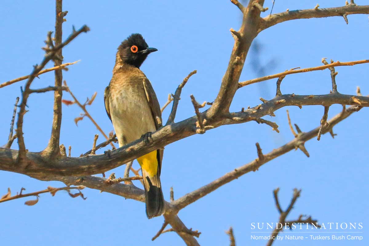 African Red-Eyed Bulbul