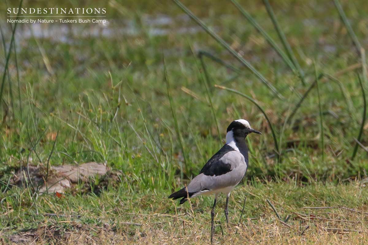 Blacksmith Lapwing Tuskers