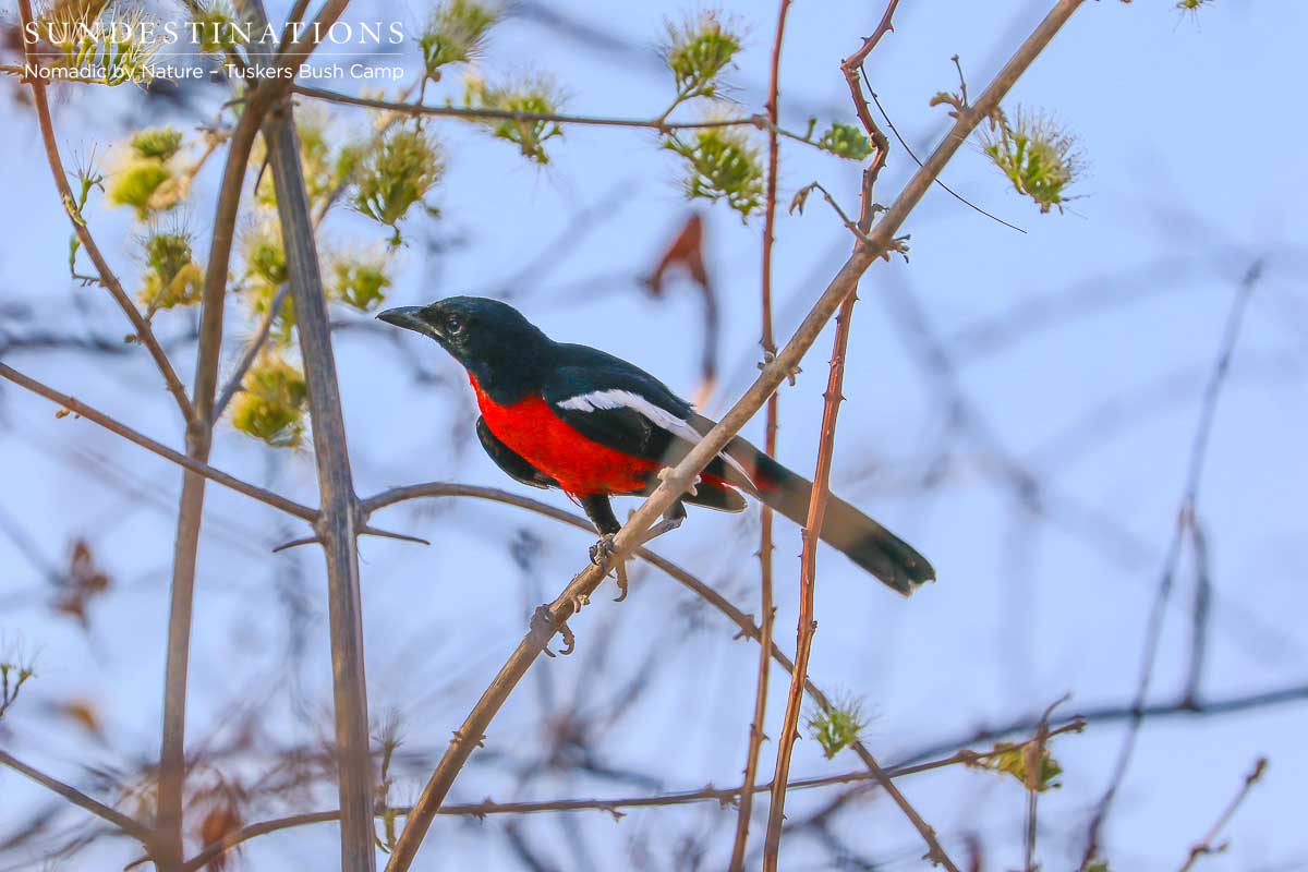 Crimson Boubou Tuskers