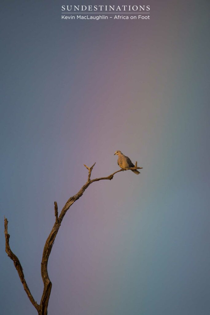 A Cape turtle dove caught in the colourful rays of a rainbow, making for a unique and extraordinary capture of this common bushveld resident A Cape turtle dove caught in the colourful rays of a rainbow, making for a unique and extraordinary capture of this common bushveld resident