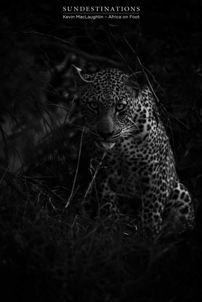 Bundu in black and white and exuding attitude Bundu in black and white and exuding attitude