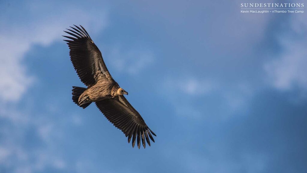 A white-backed vulture soars, wings outstretched and stark against the Big Blue A white-backed vulture soars, wings outstretched and stark against the Big Blue