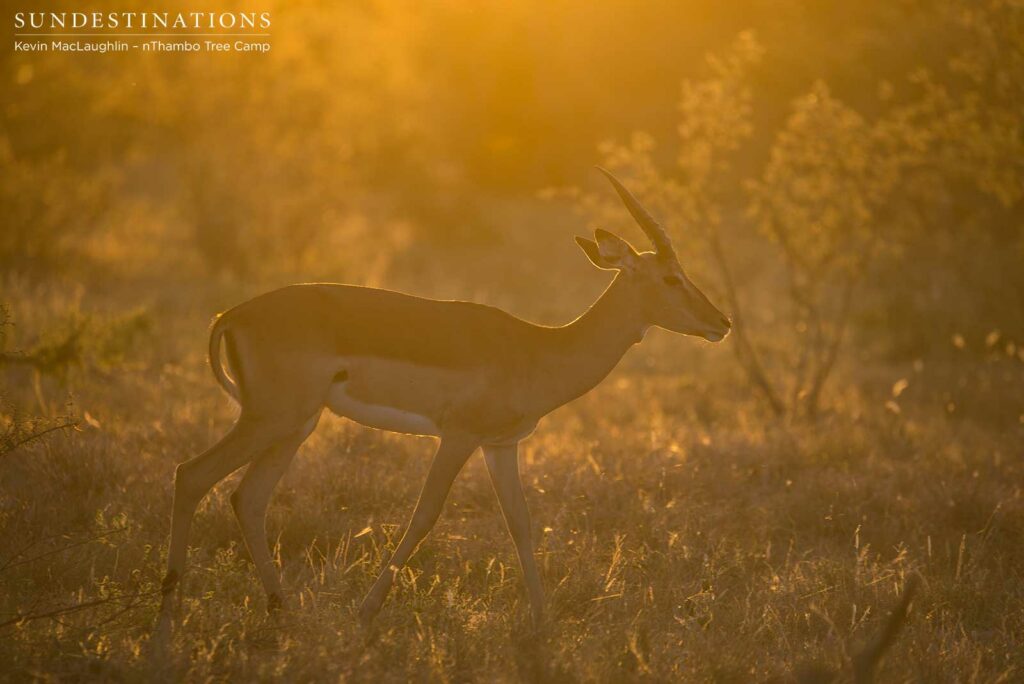 Impala ram smothered in the golden glow of the early morning Impala ram smothered in the golden glow of the early morning