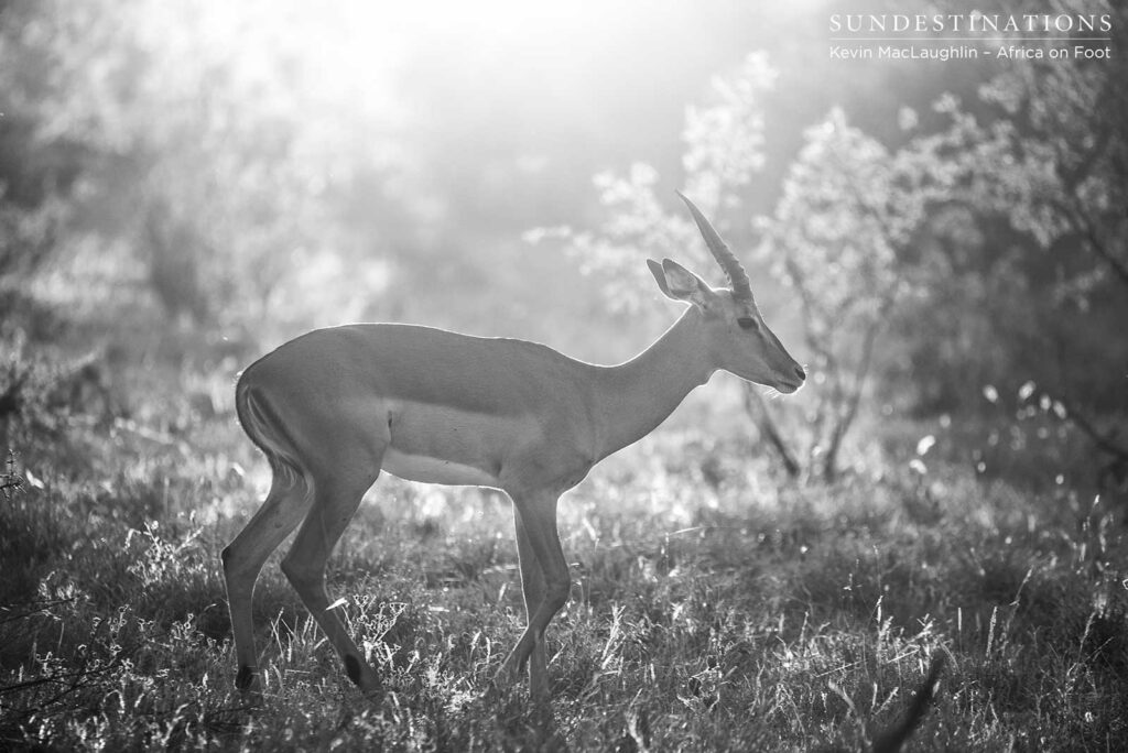 Impala rams are beginning to rut once again, and we are seeing and hearing the territorial behaviour all over the place Impala rams are beginning to rut once again, and we are seeing and hearing the territorial behaviour all over the place