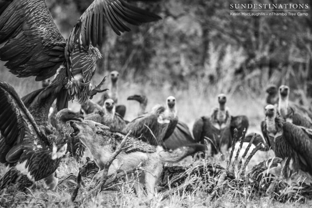 A frenzy ensues at the location of a zebra carcass and a black-backed jackal commands respect as it charges at the gathering vultures A frenzy ensues at the location of a zebra carcass and a black-backed jackal commands respect as it charges at the gathering vultures