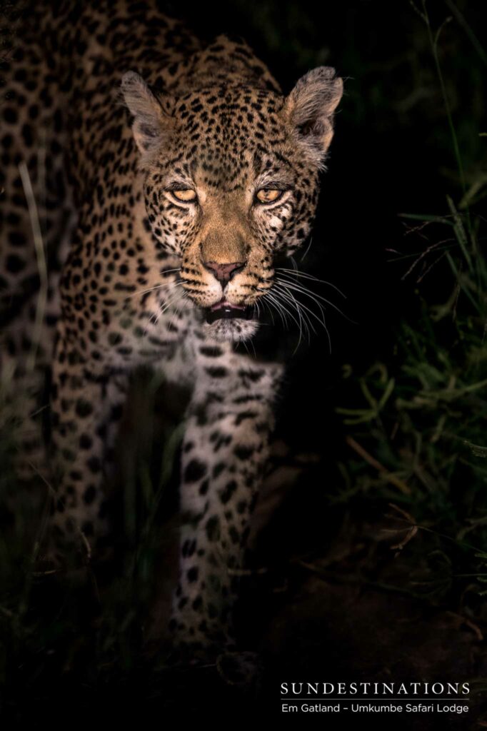 White Dam, familiar with her adoring fans, struts passed the game viewer after giving up on an impala hunt White Dam, familiar with her adoring fans, struts passed the game viewer after giving up on an impala hunt