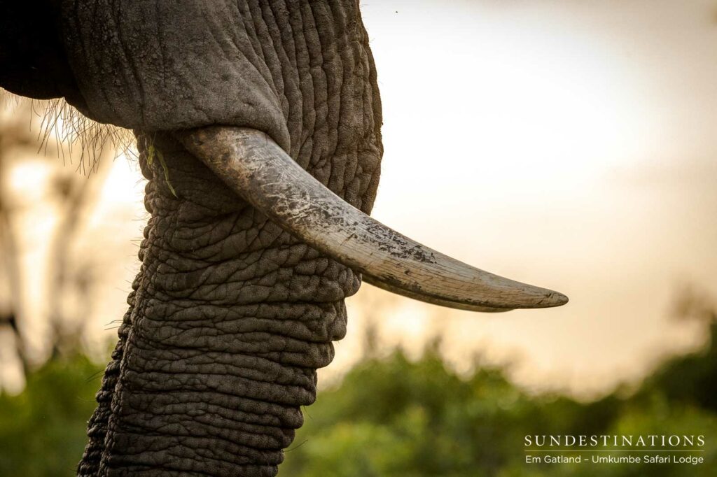 Earth's greatest land mammal, up close and personal Earth's greatest land mammal, up close and personal