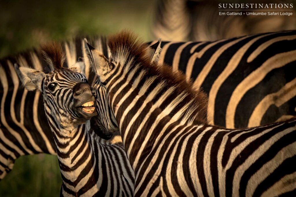 All teeth and stripes in this convivial zebra gathering in the morning's glow All teeth and stripes in this convivial zebra gathering in the morning's glow