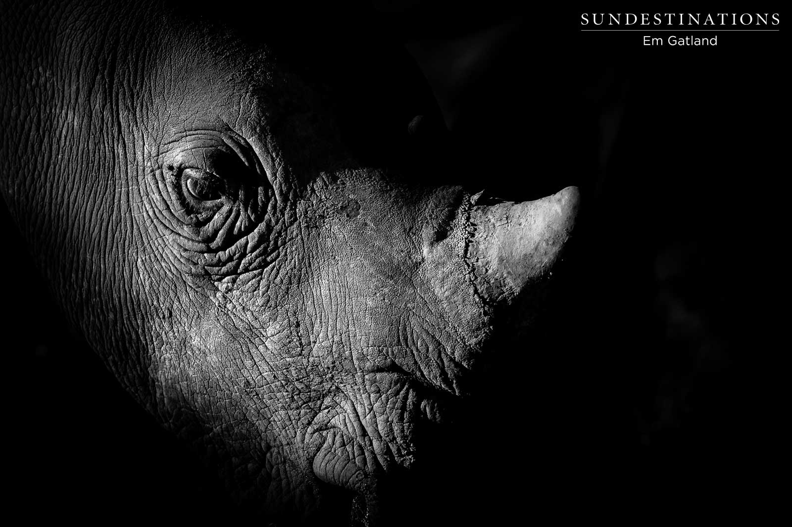 An Ode to Rhinos An Ode to Rhinos