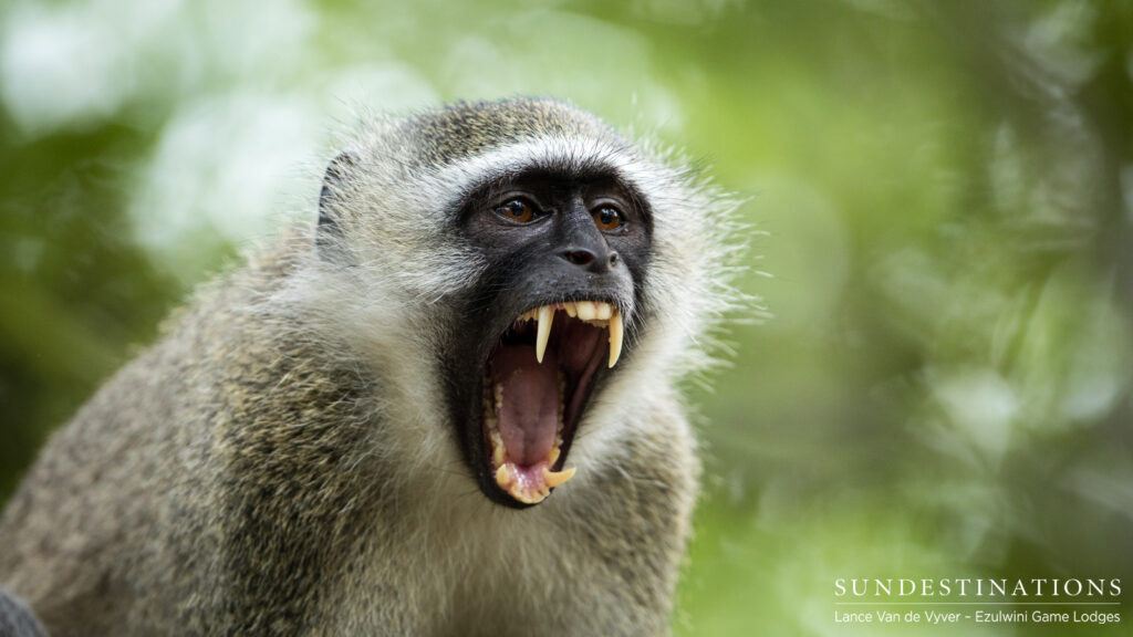 Baboon Ezulwini Game Lodges