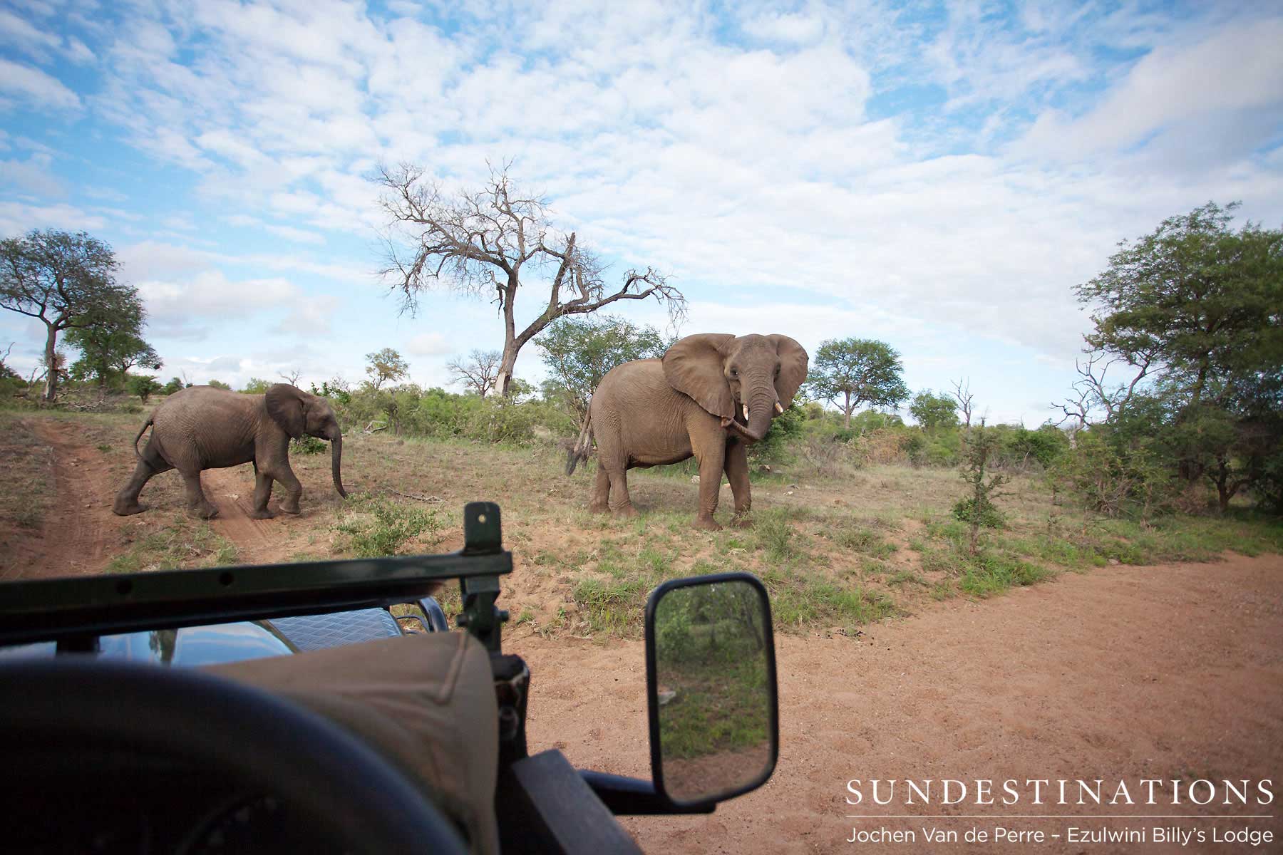 Elephants of Ezulwini
