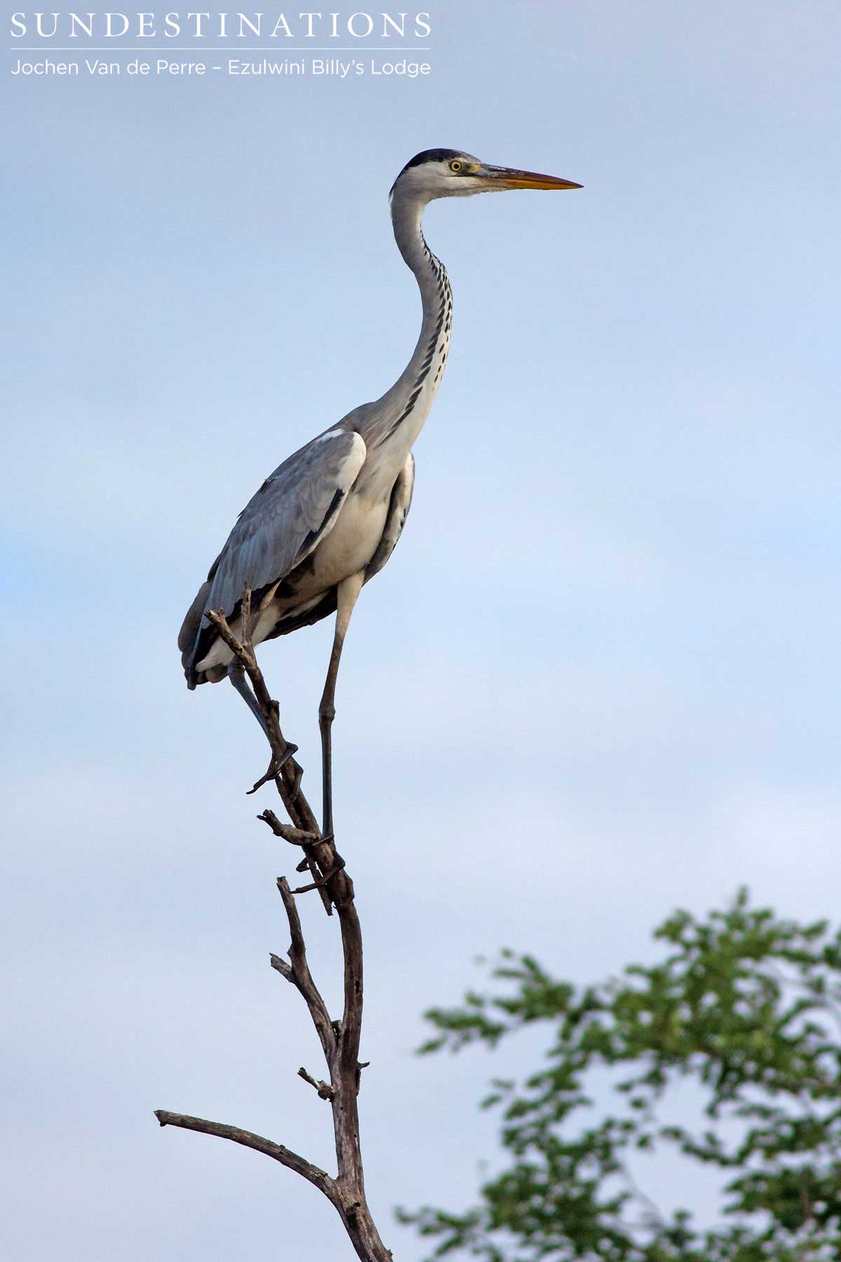 Grey Heron