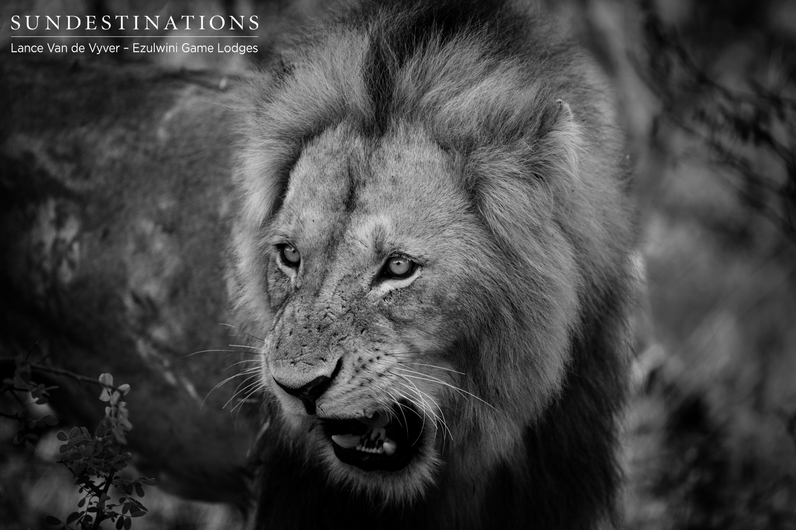 Mohlabetsi Male Lion