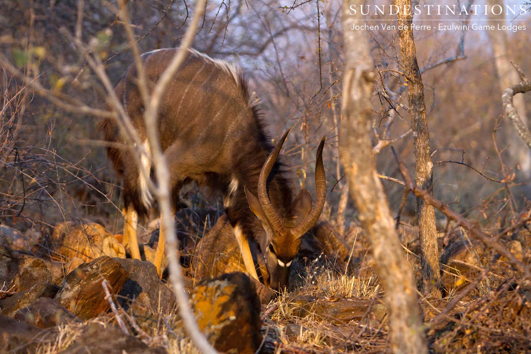 Nyala Balule Nature Reserve