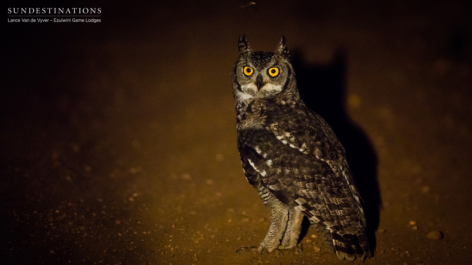 Spotted Eagle Owl 