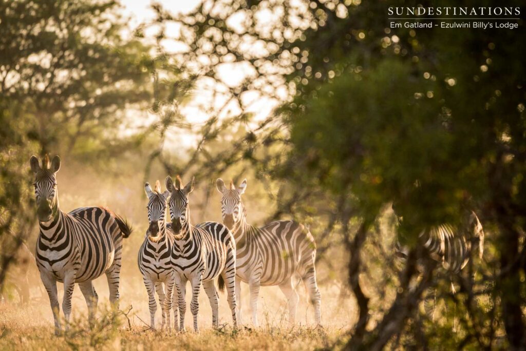 A herd of zebra absorb the morning sunshine in a huddle of stripy pyjamas A herd of zebra absorb the morning sunshine in a huddle of stripy pyjamas