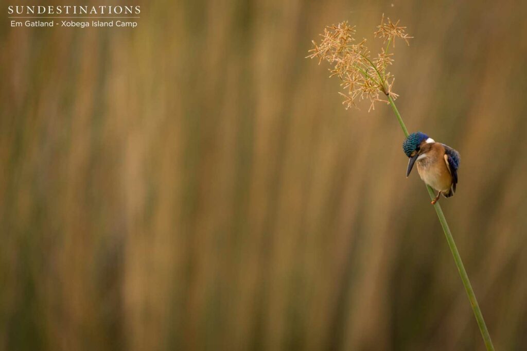 A half-collared kingfisher gazes determinedly into the shallows of a Delta stream A half-collared kingfisher gazes determinedly into the shallows of a Delta stream