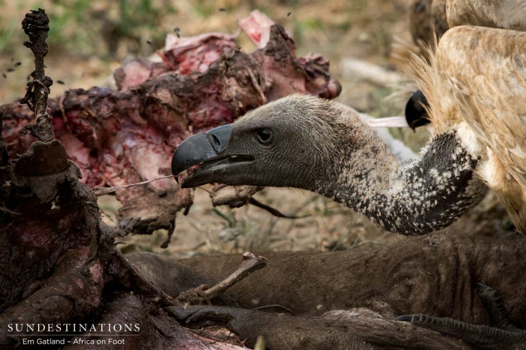 Vultures digging in to the carcass