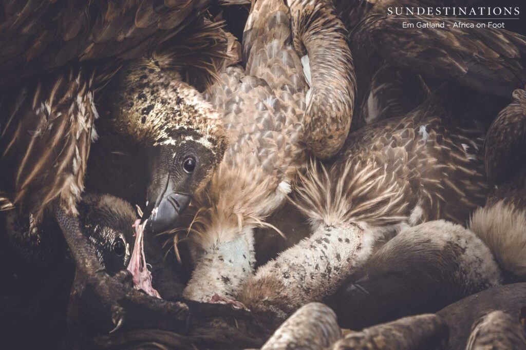 A feast among vultures A feast among vultures