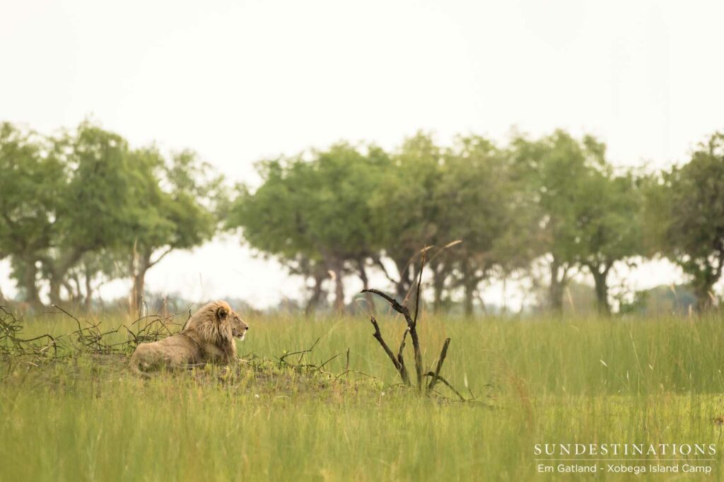 A king surveying his kingdom. Moremi. A king surveying his kingdom. Moremi.