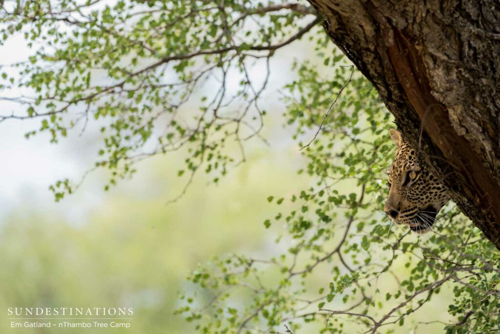 A leopard peers cautiously from the safety of a knobthorn tree A leopard peers cautiously from the safety of a knobthorn tree