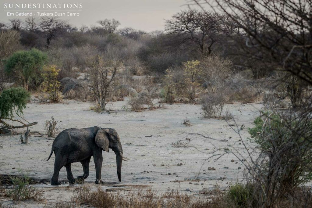 A lone elephant crosses the open area in front of Tuskers Bush Camp A lone elephant crosses the open area in front of Tuskers Bush Camp