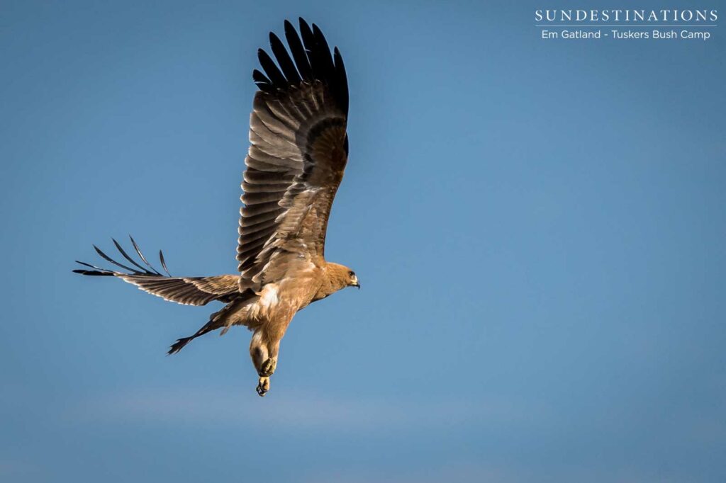 A tawny eagle takes off in an elegant display of feather work A tawny eagle takes off in an elegant display of feather work