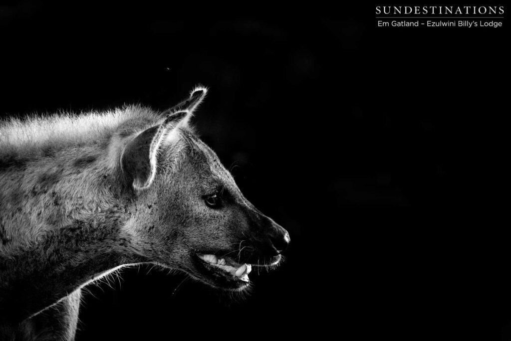 A spotted hyena, alert with hunger and the anticipation of a free meal A spotted hyena, alert with hunger and the anticipation of a free meal