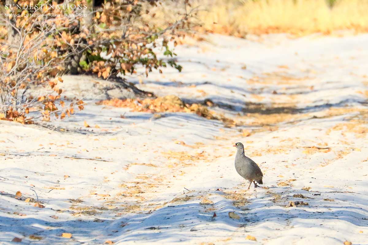 Red Billed Francolin Tuskers