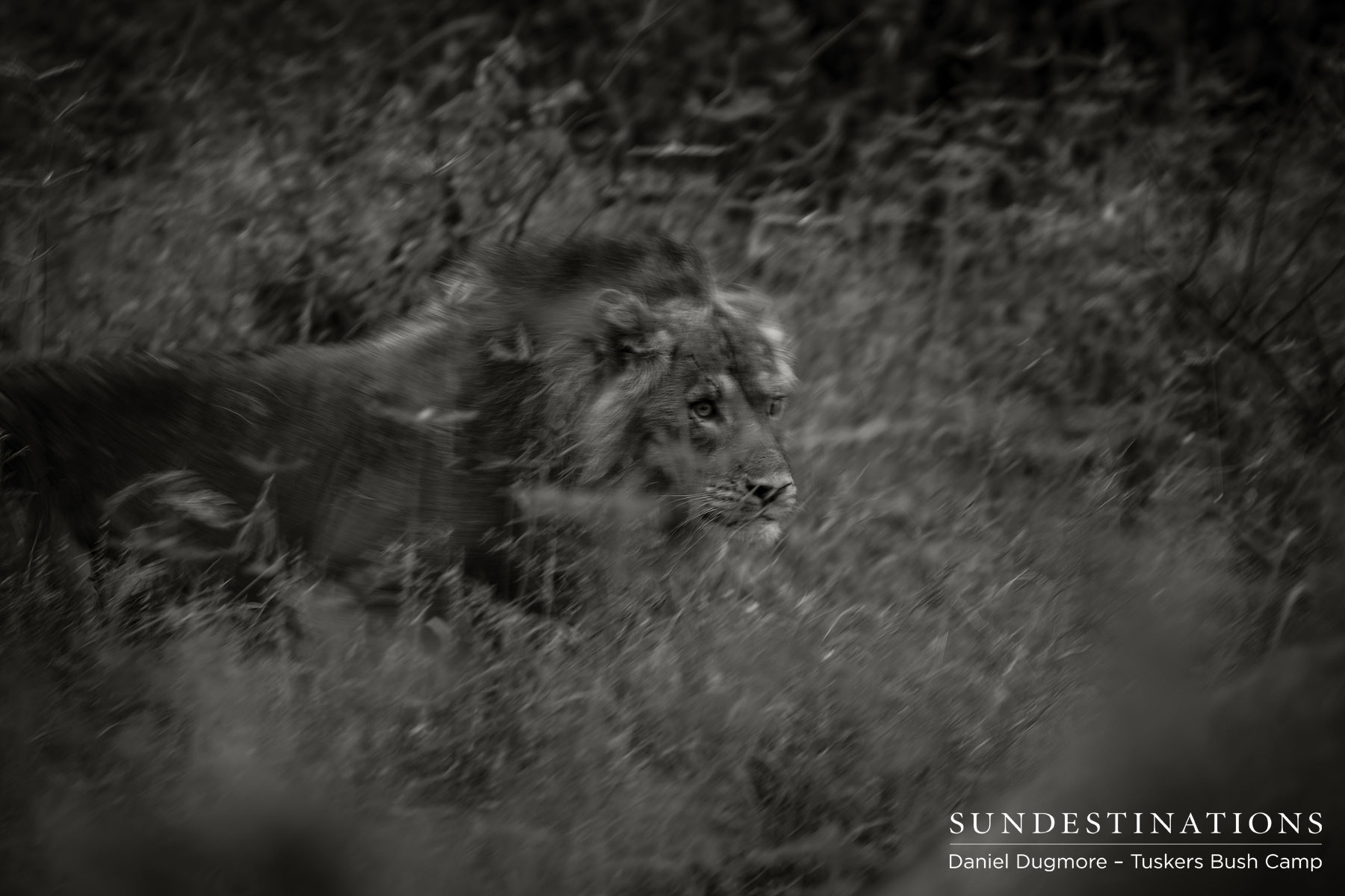 Tuskers Male Lion in Motion