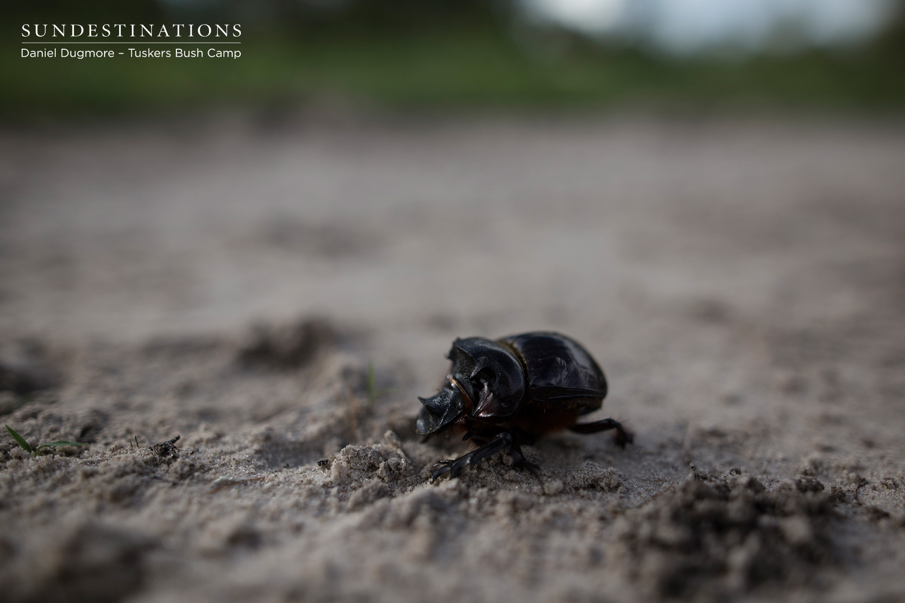 Tuskers Rhino Beetle