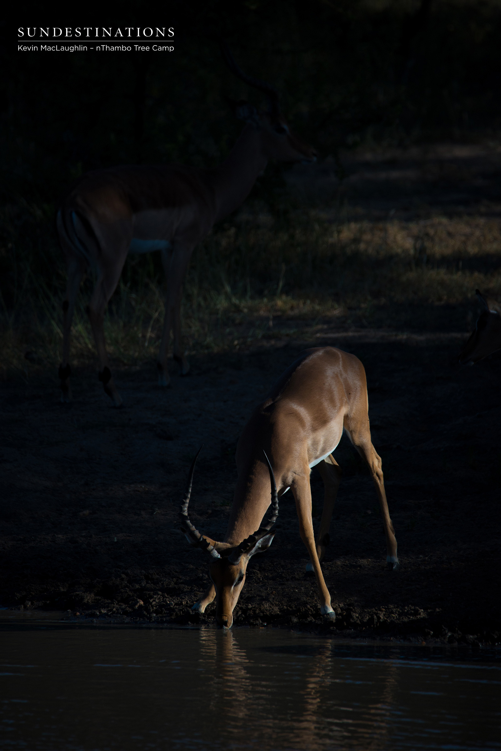 nThambo Impala