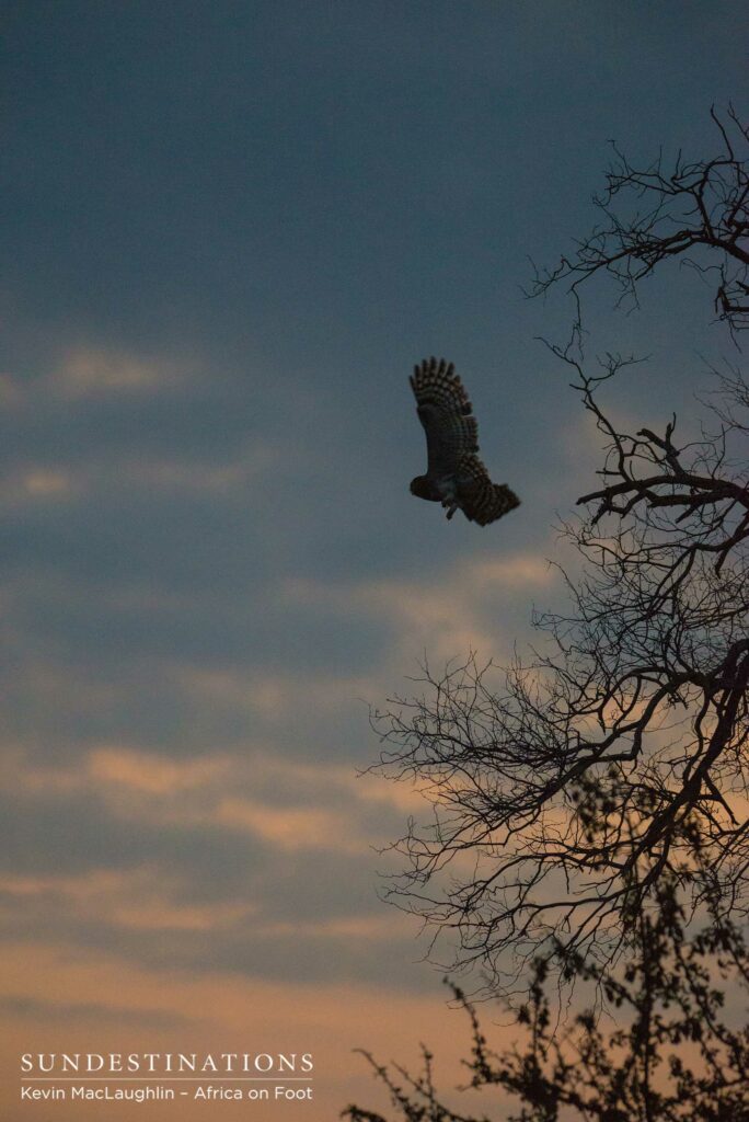 The moment of lift off - a black-chested snake eagle seizes the moment after setting its sights on a target The moment of lift off - a Verreaux's eagle owl takes off after setting its sights on a target