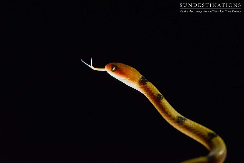 Extending a forked tongue to catch the scent in the air, ready to strike, only if necessary Extending a forked tongue to catch the scent in the air, ready to strike, only if necessary