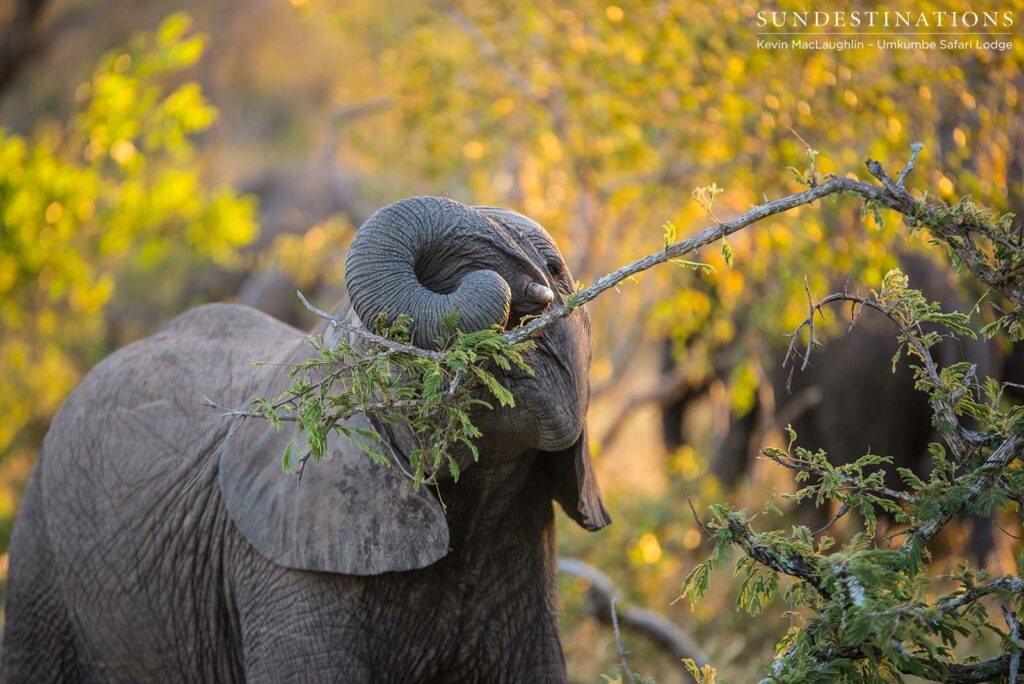 Autumn colours appearing in the leaves, while elephants grasp hungrily at the remaining summer greenery Autumn colours appearing in the leaves, while elephants grasp hungrily at the remaining summer greenery