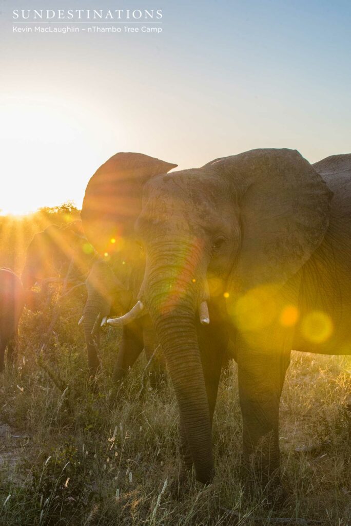 Globes of golden sunlight paint an elephant in the colours of the sunset Globes of golden sunlight paint an elephant in the colours of the sunset