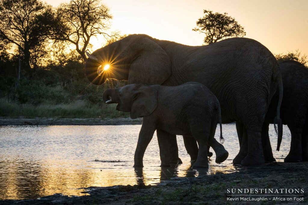 Drinking in the sunset, a herd of elephants share the joy of nature's pure refreshment Drinking in the sunset, a herd of elephants share the joy of nature's pure refreshment